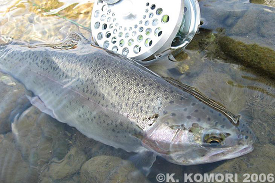 Koji Komori Rainbow Trout