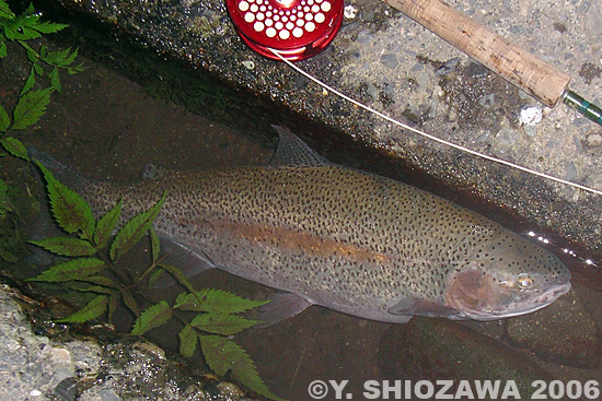 Yasuhiro Shiozawa Rainbow Trout