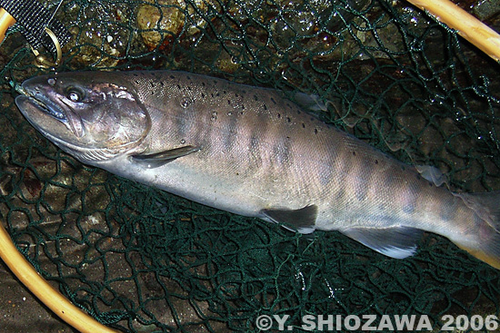 Yasuhiro Shiozawa Yamame Trout