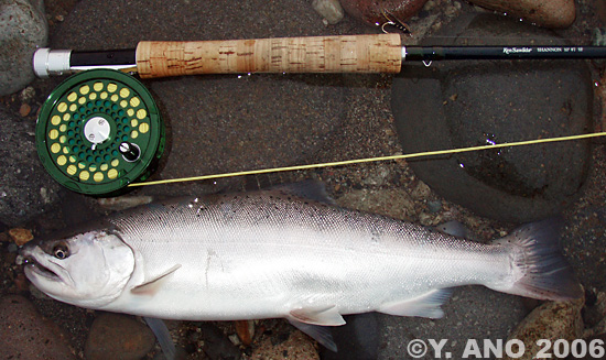 Yusuke Ano Yamame Trout