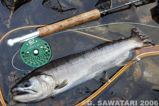 Gou Sawatari Yamame Trout