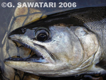 sawatari