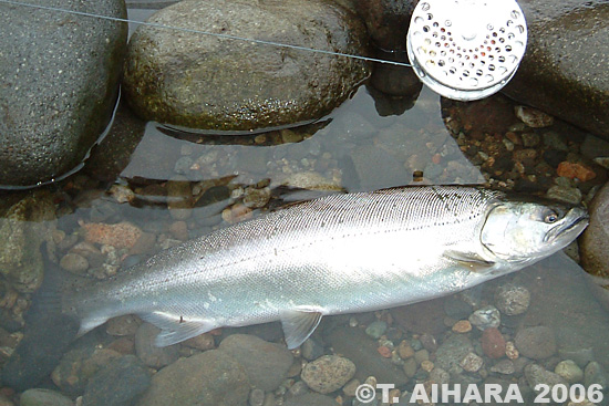 Takehiro Aihara Yamame Trout