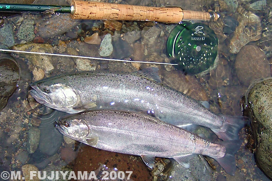 Masaki Fujiyama Yamame Trout