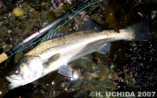 Hisanori Uchida Sea Bass