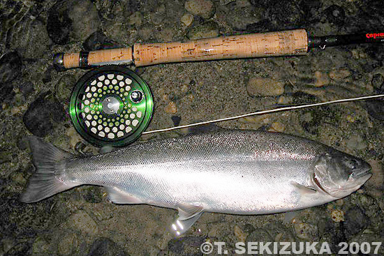 Tetsuya Sekizuka Yamame Trout