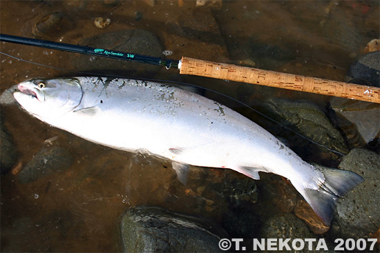 Torakichi Nekota Cherry Salmon