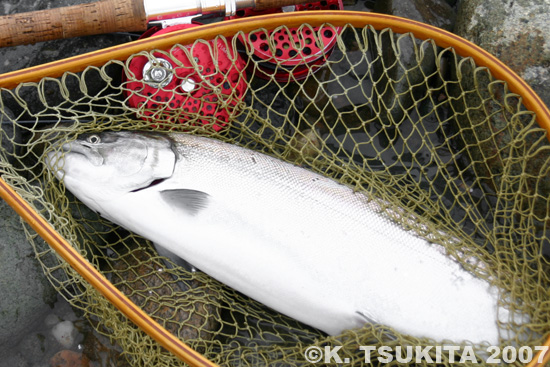 Kiyoshi Tsukita Cherry Salmon