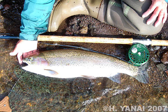 Hiroshi Yanai Rainbow Trout