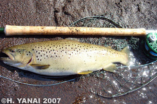 Hiroshi Yanai Cherry Salmon and Brown Trout