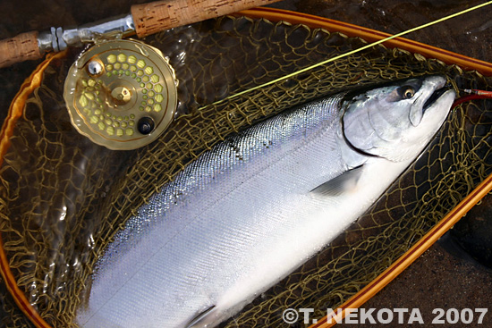 Torakichi Nekota Cherry Salmon