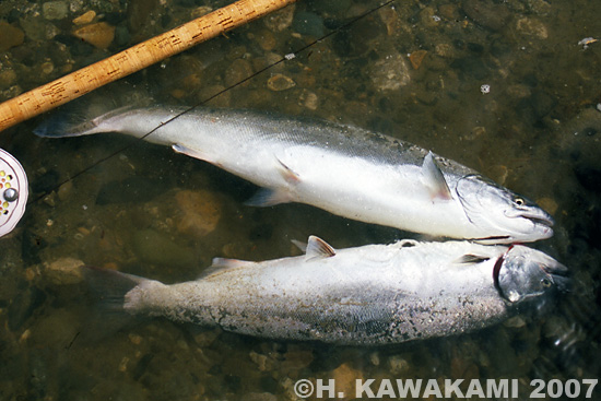 Hisashi Kawakami Cherry Salmon