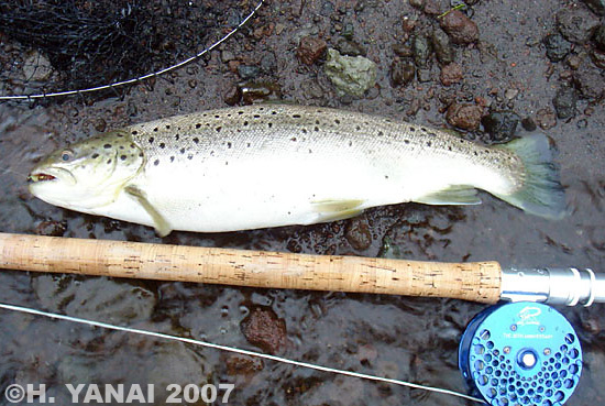 Hiroshi Yanai Brown Trout