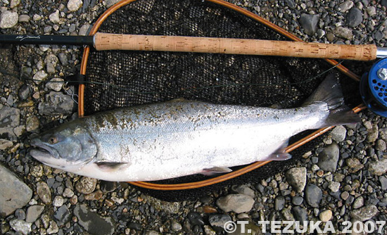 Takeshi Tezuka Cherry Salmon