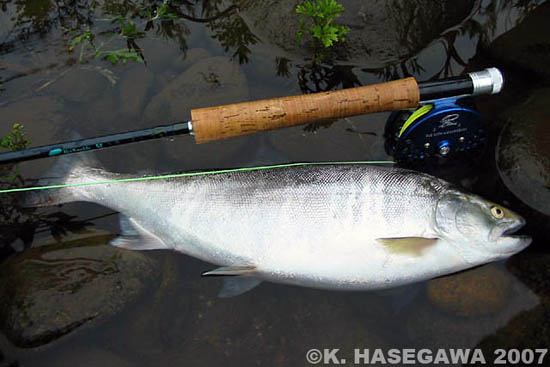 Kazuya Hasegawa Yamame Trout