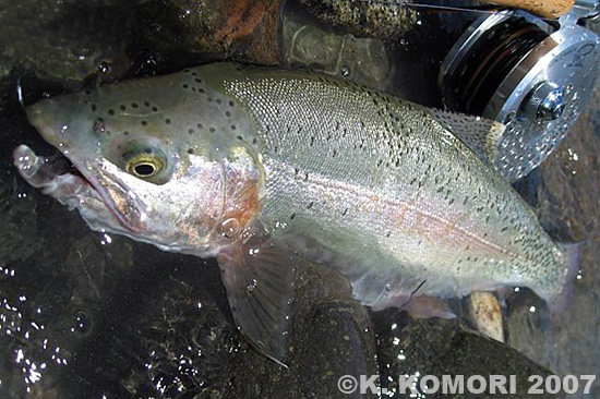 Koji Komori Rainbow Trout