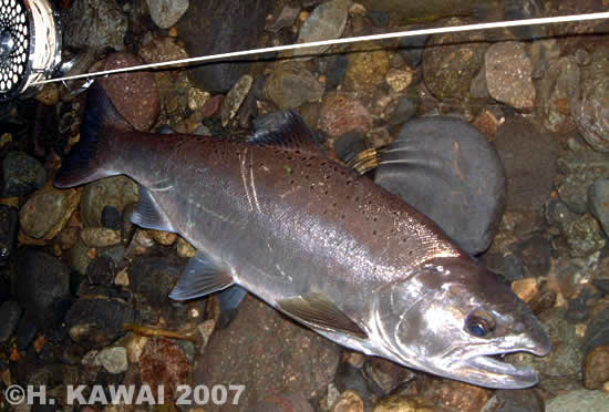 Hiroshi Kawai Yamame Trout