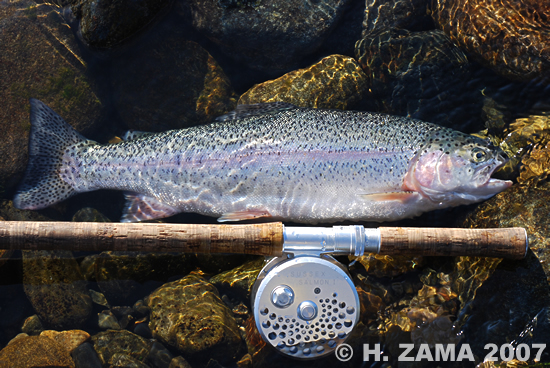 Hitoshi Zama Rainbow Trout