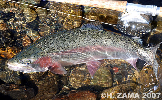 Hitoshi Zama Rainbow Trout