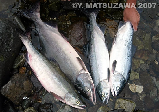 Yoshihiro Matsuzawa Pink Salmon