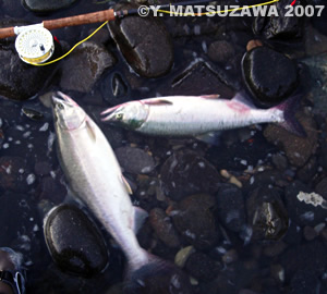 matsuzawa_pinksalmon