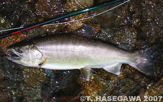 Toshiya Hasegawa Yamame Trout