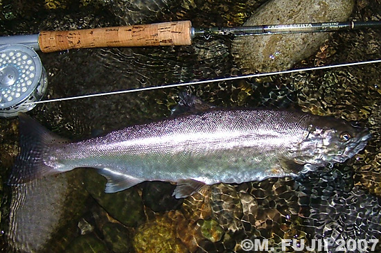 Masatoshi Fujii Yamame Trout