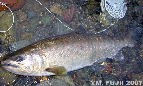 Masatoshi Fujii Yamame Trout