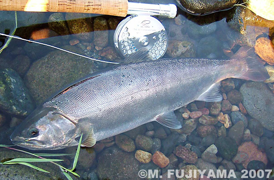 Masaki Fujiyama Yamame Trout