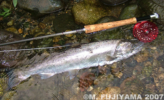 Masaki Fujiyama Yamame Trout