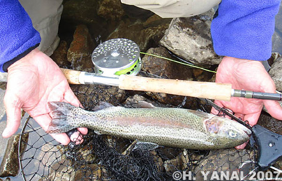 Hiroshi Yanai Rainbow Trout