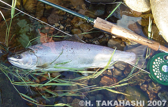 Hideki Takahashi Yamame Trout