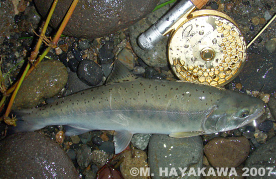 Masaya Hayakawa Yamame Trout