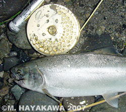 hayakawa_yamame