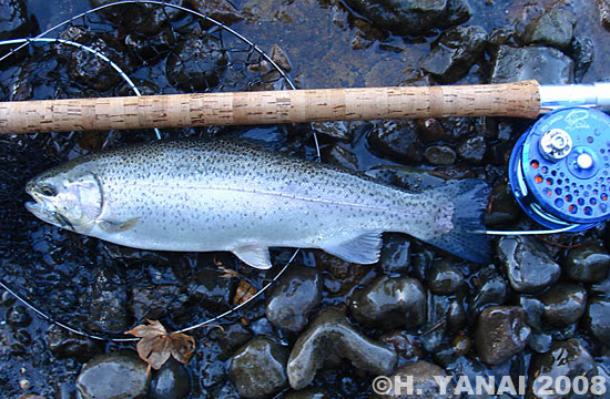 Hiroshi Yanai Rainbow Trout