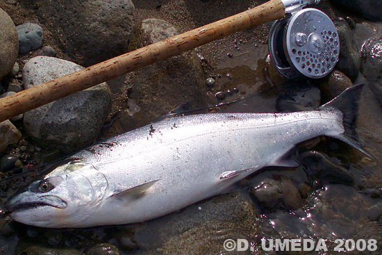 Daisuke Umeda Cherry Salmon