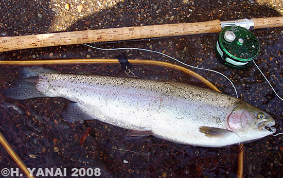 Hiroshi Yanai Rainbow Trout