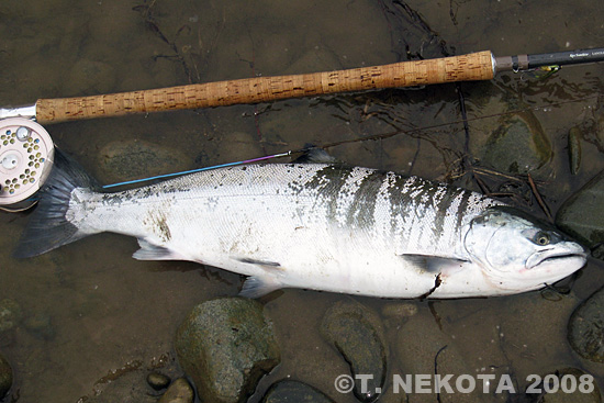 Torakichi Nekota Cherry Salmon