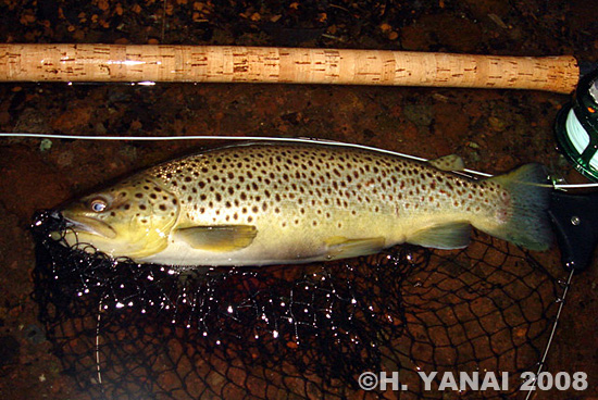 Hiroshi Yanai Brown Trout