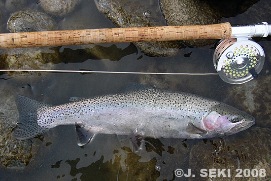 Jun Seki Rainbow Trout