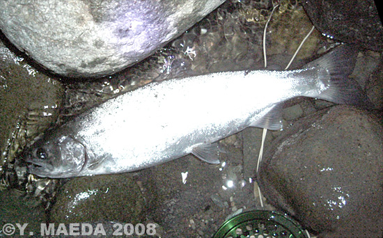 Yasujiro Maeda Amago Trout