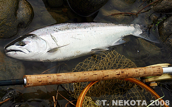 Torakichi Nekota Cherry Salmon