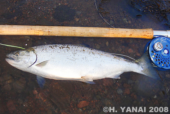 Hiroshi Yanai Land Locked Cherry Salmon