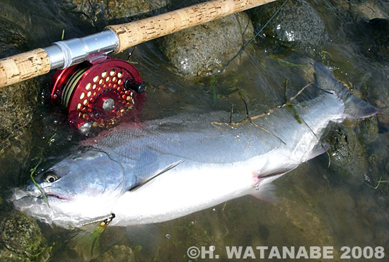 Hiroyuki Watanabe Cherry Salmon