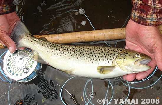 Hiroshi Yanai Brown Trout