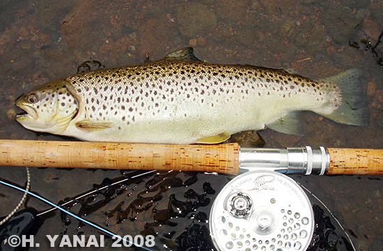 Hiroshi Yanai Brown Trout