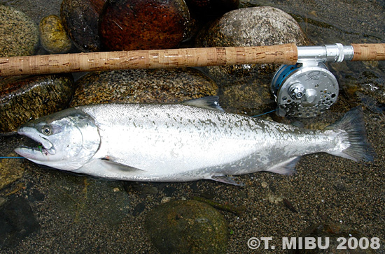 Takaya Mibu Cherry Salmon