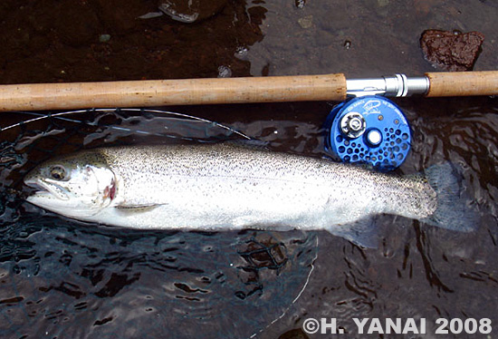 Hiroshi Yanai Rainbow Trout