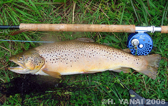 Hiroshi Yanai Brown Trout