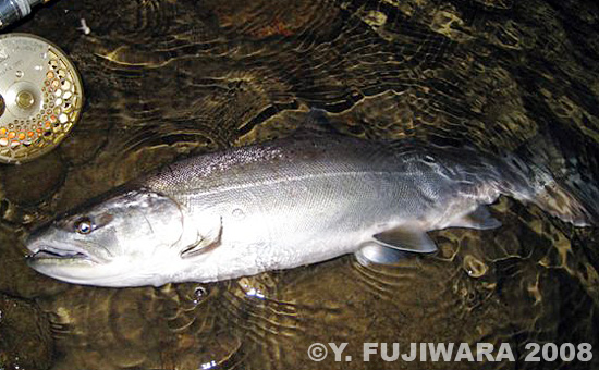 Yoshikazu Fujiwara Cherry Salmon